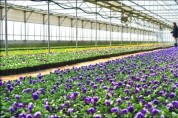 광주농기센터, 가로화단 조성용 봄꽃 60만본 공급