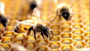 전남도, 꿀벌 생산 안정에 긴급 예비비 투입