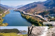 섬진강벚꽃길·불갑사·관매도·함평천지길 등 추천