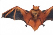 무등산 국립공원서 멸종위기 ‘황금박쥐’ 발견
