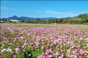 화순군농업기술센터, 유휴지 활용 ‘코스모스 꽃단지’ 조성