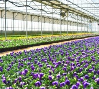 광주농기센터, 가로화단 조성용 봄꽃 60만본 공급