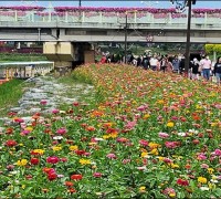 '미리 가본' 장성 황룡강 가을꽃축제
