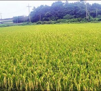 전남도, 2024년 가루쌀 생산단지 전국 최다